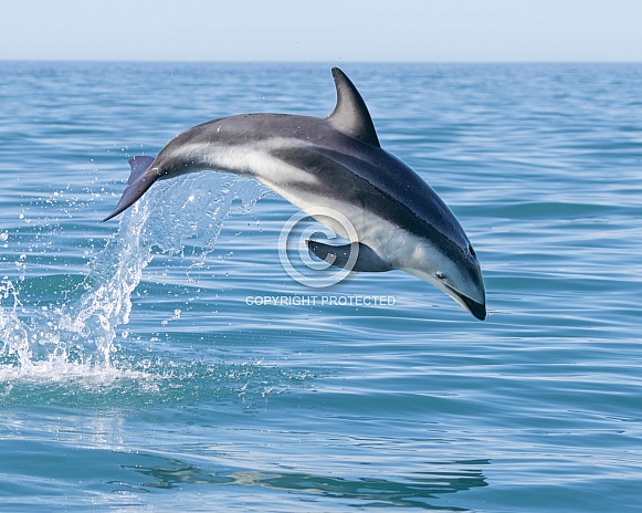 Dusky Dolphin