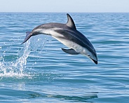 Dusky Dolphin
