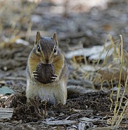 Chipmunk