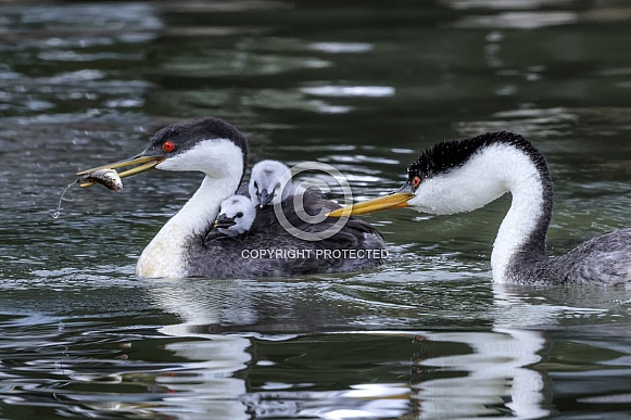Western Grebe Western Grebe