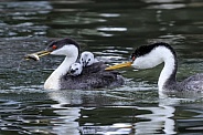 Western Grebe