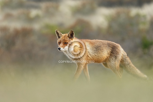 Red fox Red fox