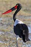 Saddlebilled Stork - Okavango Dalta - Botswana