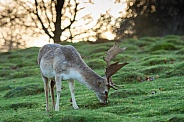 deer (fallow buck)