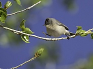 A Lucy's Warbler in Arizona