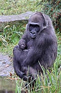 Western Lowland Gorilla (Gorilla Gorilla Gorilla)