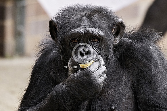 Chimpanzee Close Up Eating Chimpanzee Close Up Eating