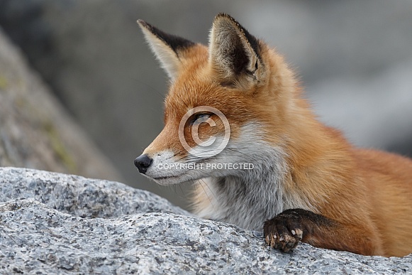 Red fox and cubs