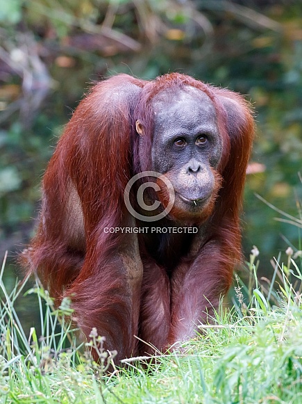 Orang Utang (Pongo pygmaeus) Orang Utang (Pongo pygmaeus)