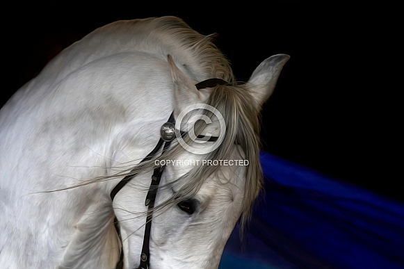 Andalusian Horse--Parade Time