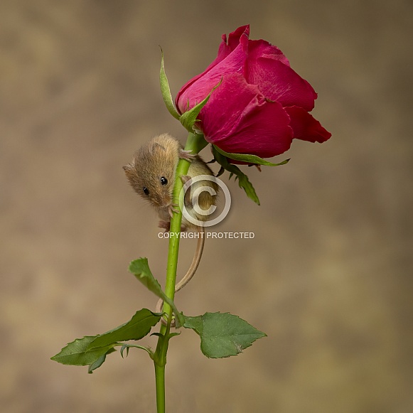 Harvest mouse on a rose