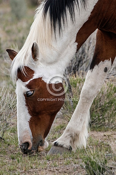 Wild Horse Wild Horse