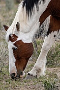 Wild Horse