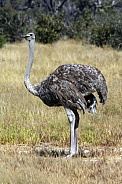 Female Ostrich - Botswana