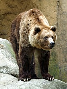 Eurasian brown bear (Ursus arctos arctos)