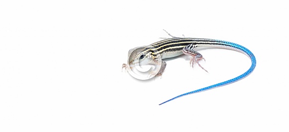 six lined racerunner lizard - Aspidoscelis sexlineatus - young juvenile with bright blue tail. front side view isolated on white background.  Florida sandhills example