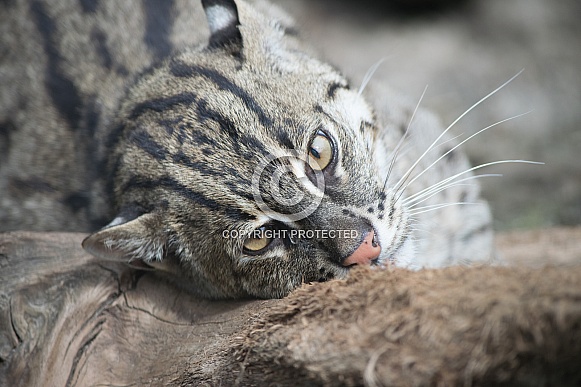 Fishing Cat