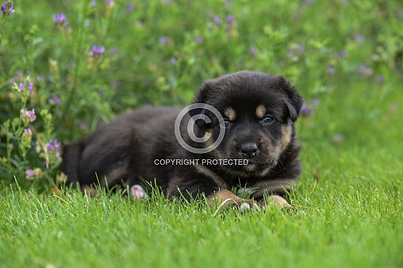 Dog Puppy