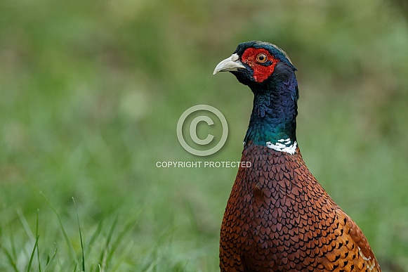 Pheasant bird a bird with beautiful colours