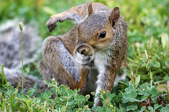 Gray Squirrel