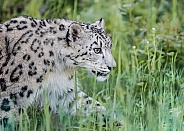 Snow Leopard
