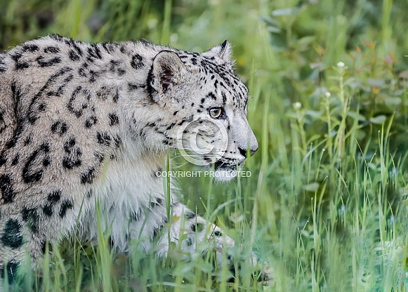Snow Leopard
