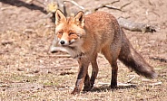 Red Fox