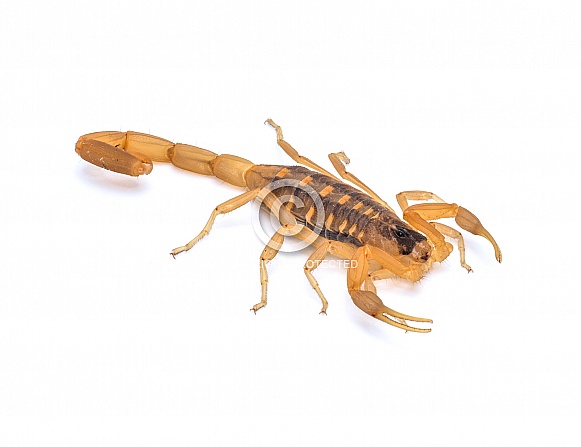Striped Bark Scorpion Striped Bark Scorpion