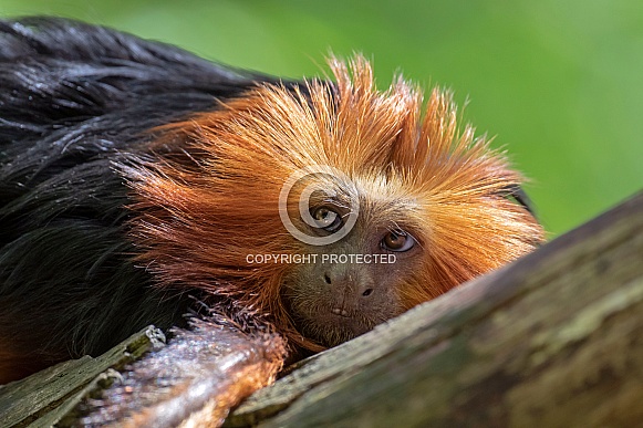 Golden head lion tamarin (Leontopithecus chrysomelas)