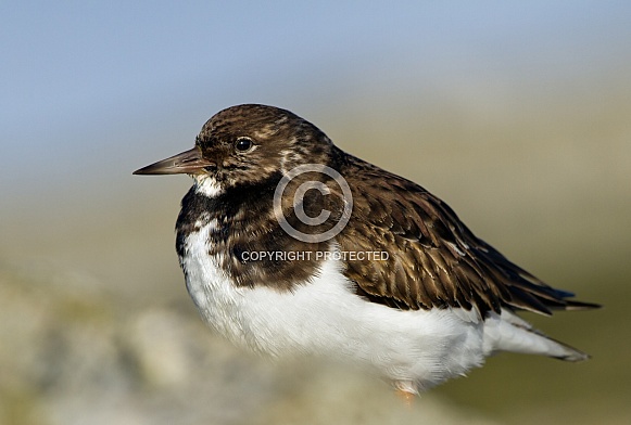 The ruddy turnstone (Arenaria interpres)