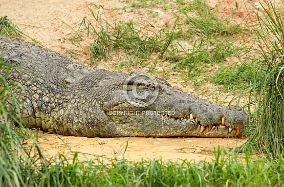 Nile Crocodile Nile Crocodile