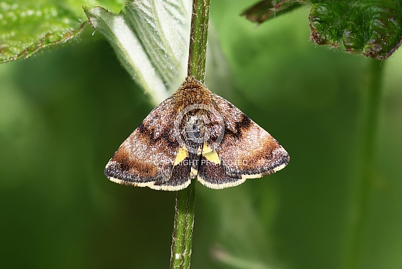 Mint Moth