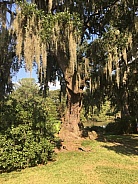 Spanish Moss hanging from branches of a Live Oak Tree