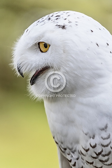 Snowy Owl--Snowy Snowy Owl--Snowy