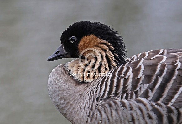 Hawaiian Goose or Nene