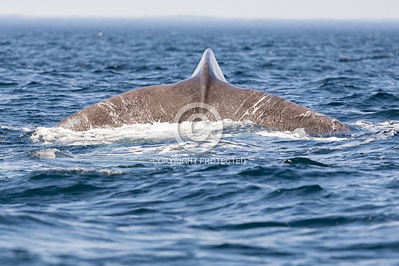 Humpback Tail Humpback Tail