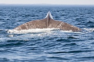 Humpback Tail