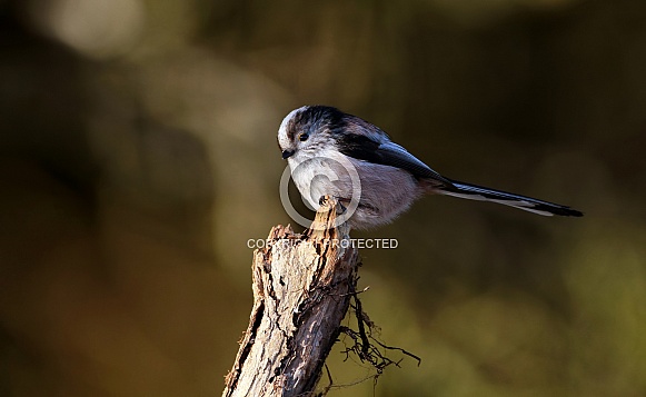 Long Tailed tit
