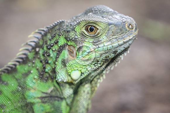 Green Iguana