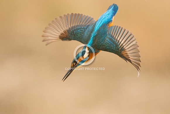 Common Kingfisher Common Kingfisher