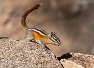 Least Chipmunk