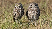 male and female burrowing owls (Athene cunicularia) in Florida