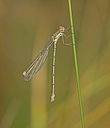 Willow Emerald Damselfly