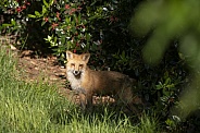 Red Fox