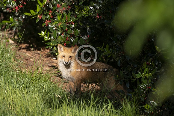 Red Fox