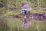 Raccoon Baby Reflection - 2 Months Old