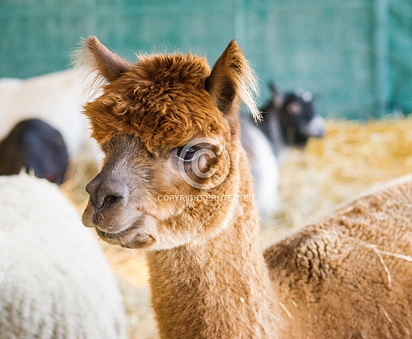 Huacaya Alpaca Huacaya Alpaca