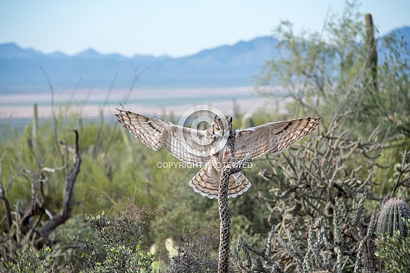 Great Horned Owl