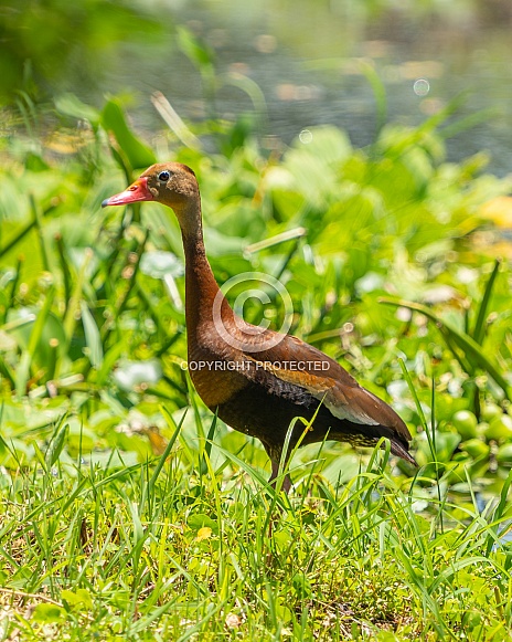 Dendrocygna Autumnalis Dendrocygna Autumnalis