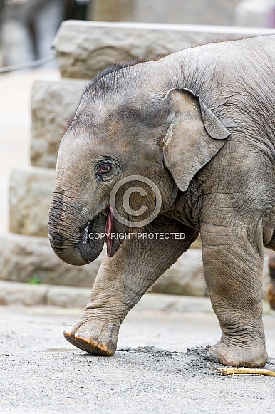 Baby Asian Elephant